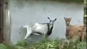 How, warm and wet Hungarian blonde babe is welcomed with a caning